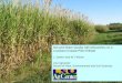Soil and Water Quality with Miscanthus on a Louisiana Coastal Plain Hillside