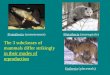 The 3 subclasses of mammals differ strikingly  in their modes of reproduction