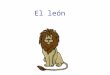 El león