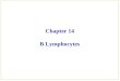 Chapter 14 B Lymphocytes