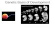 Genetic Basis of Development