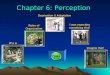 Chapter 6: Perception