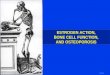 ESTROGEN ACTION, BONE CELL FUNCTION, AND OSTEOPOROSIS