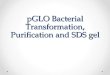 pGLO  Bacterial  Transformation, Purification and SDS gel