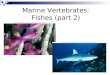 Marine Vertebrates: Fishes (part 2)