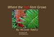 Where the  Red  Fern Grows
