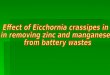 Effect of Eicchornia crassipes in  in removing zinc and manganese  from battery wastes
