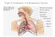 Topic 6 Continued:  6.4 Respiratory System