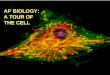 AP BIOLOGY:  A TOUR OF  THE CELL