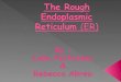 The Rough Endoplasmic Reticulum  (ER)