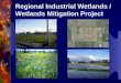 Regional Industrial Wetlands / Wetlands Mitigation Project