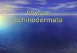 Phylum  Echinodermata