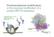 Post-Translational Modification 1. Dealing with the N-terminal residue