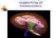 Role of kidneys in supporting of homeostasis