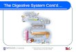 The Digestive System Cont’d…