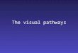 The visual pathways