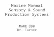 Marine Mammal Sensory & Sound Production Systems MARE 390 Dr. Turner