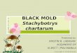BLACK MOLD  Stachybotrys chartarum