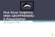 Pink River Dolphins (INIA  GEOFFRENSIS) A Presentation