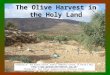 The Olive Harvest in the Holy Land