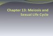 Chapter 13: Meiosis and Sexual Life Cycle
