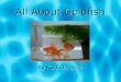 All About Goldfish