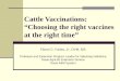 Cattle Vaccinations: “Choosing the right vaccines at the right time”