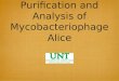 Purification and Analysis of Mycobacteriophage Alice