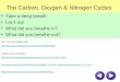 The Carbon, Oxygen & Nitrogen Cycles