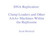 DNA Replication: Clamp Loaders and Other AAA+ Machines Within the Replisome Scott Morrical