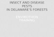 Insect and Disease Pests In Delaware’s Forests
