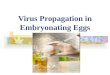 Virus Propagation in Embryonating Eggs
