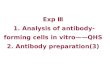 Exp Ⅲ  1. Analysis of antibody-forming cells in vitro——QHS  2. Antibody preparation(3)