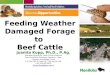 Feeding Weather Damaged Forage to  Beef Cattle