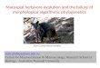 Marsupial herbivore evolution and the failure of morphological algorithmic phylogenetics