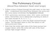 The Pulmonary Circuit (blood flow between heart and lungs)