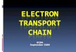 ELECTRON TRANSPORT  CHAIN