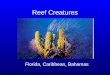 Reef Creatures