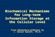 Biochemical Mechanisms for Long-term Information Storage at the Cellular Level