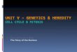 Unit V – Genetics & Heredity Cell Cycle & Mitosis