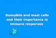 Basophils and mast cells and their importance in immune responses
