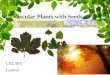 Vascular Plants with Seeds