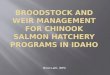 Broodstock and Weir Management for Chinook Salmon hatchery programs in Idaho