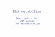 DNA metabolism DNA replication DNA repair DNA recombination