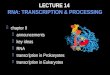 LECTURE 14 RNA: TRANSCRIPTION & PROCESSING