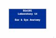 Bio101 Laboratory 14 Ear & Eye Anatomy
