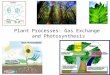 Plant Processes: Gas Exchange  and Photosynthesis
