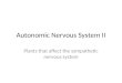 Autonomic Nervous System II