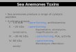 Sea Anemones Toxins