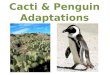 Cacti & Penguin Adaptations